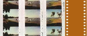 The Cypress Gardens sequence in <em>This Is Cinerama</em>, was composed of images from three separate 35mm film prints.  A fourth print provided the sound. - , Utah