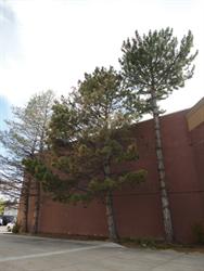 Trees grow along the east exterior wall, just left of the theater entrance. - , Utah