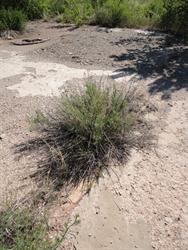 A bush grows up through the concrete. - , Utah