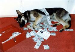 A German Sheppard lies on the floor in a pile of cash, with an open red cash box nearby and a paper with the 'Return of the Jedi' logo. - , Utah