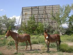 Two horses stand in a field behind the theater's screen tower. - , Utah